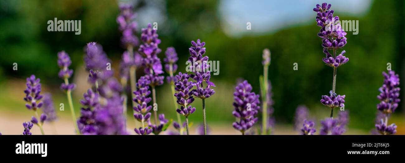 Lavender in full bloom with its beautiful purple color flowers. Purple lavender plant banner. Stock Photo