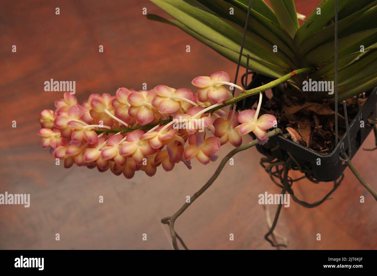 Orchid flowers, A branch of Orchid on wooden background, Orchidaceae, Epiphyte Stock Photo
