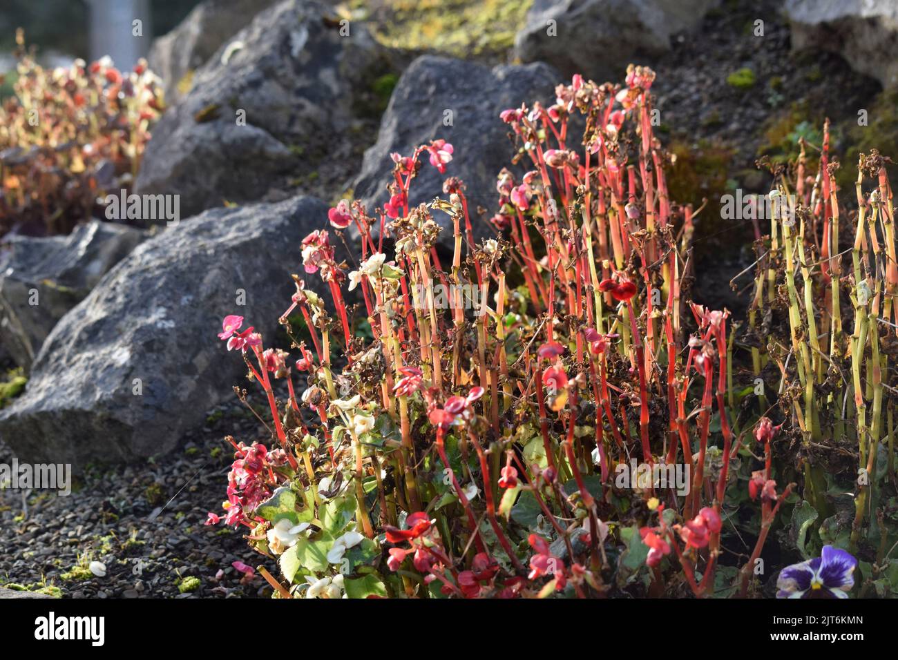 Wild Flowers Ireland Stock Photo Alamy wild-flowers-ireland-stock-photo-alamy