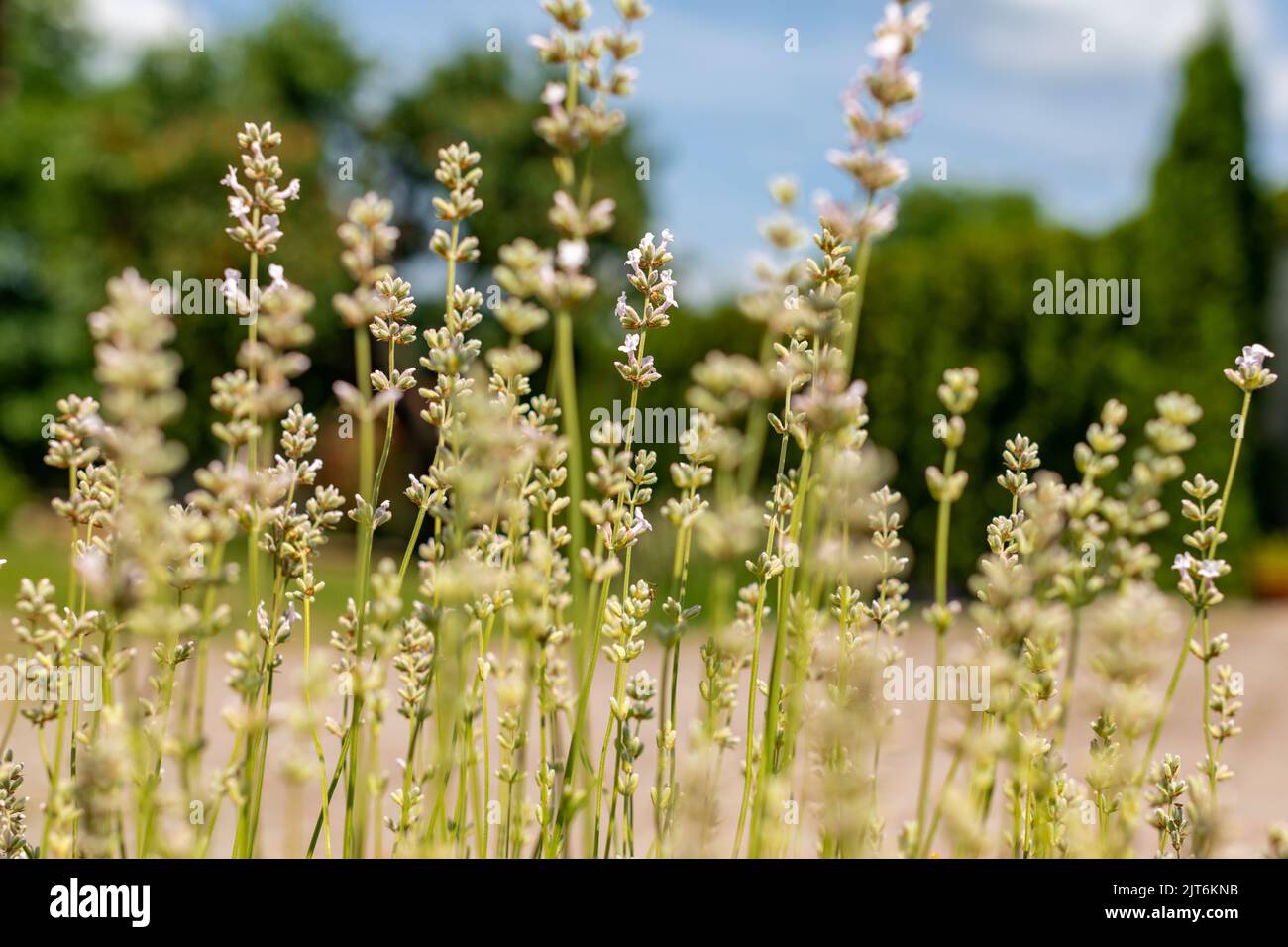 Lavender in full bloom with its beautiful white color flowers. White lavender plant background. Stock Photo