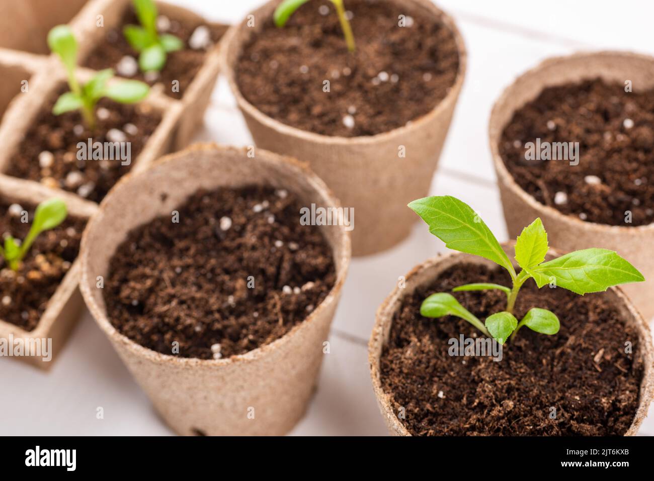 Potted flower seedlings growing in biodegradable peat moss pots on white wooden background. Zero waste, recycling, plastic free gardening concept back Stock Photo