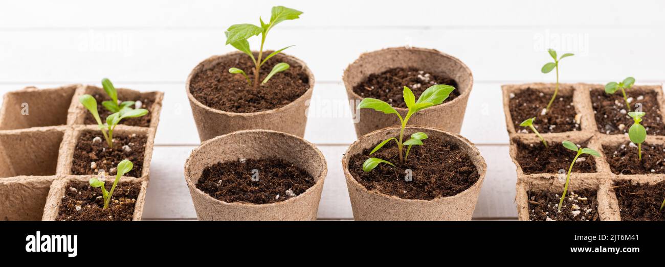 Potted flower seedlings growing in biodegradable peat moss pots on white wooden background. Zero waste, recycling, plastic free gardening concept bann Stock Photo