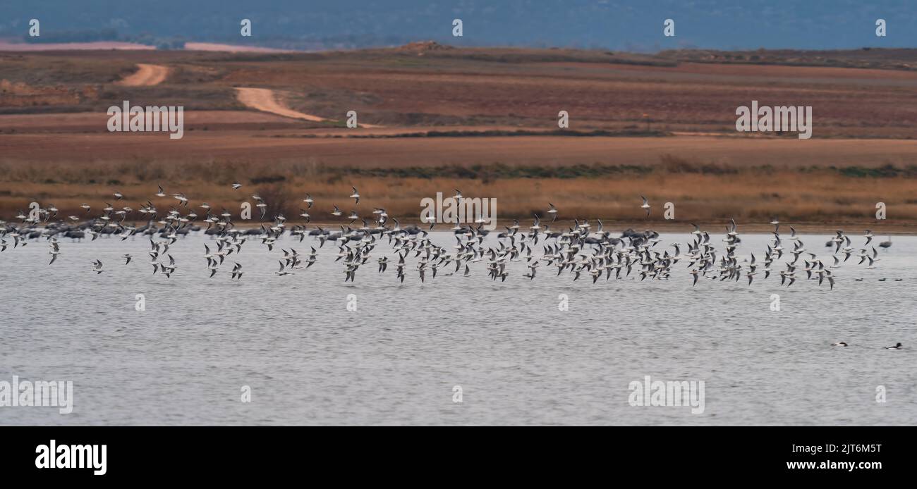 Large group of birds flying over the lake Stock Photo Alamy