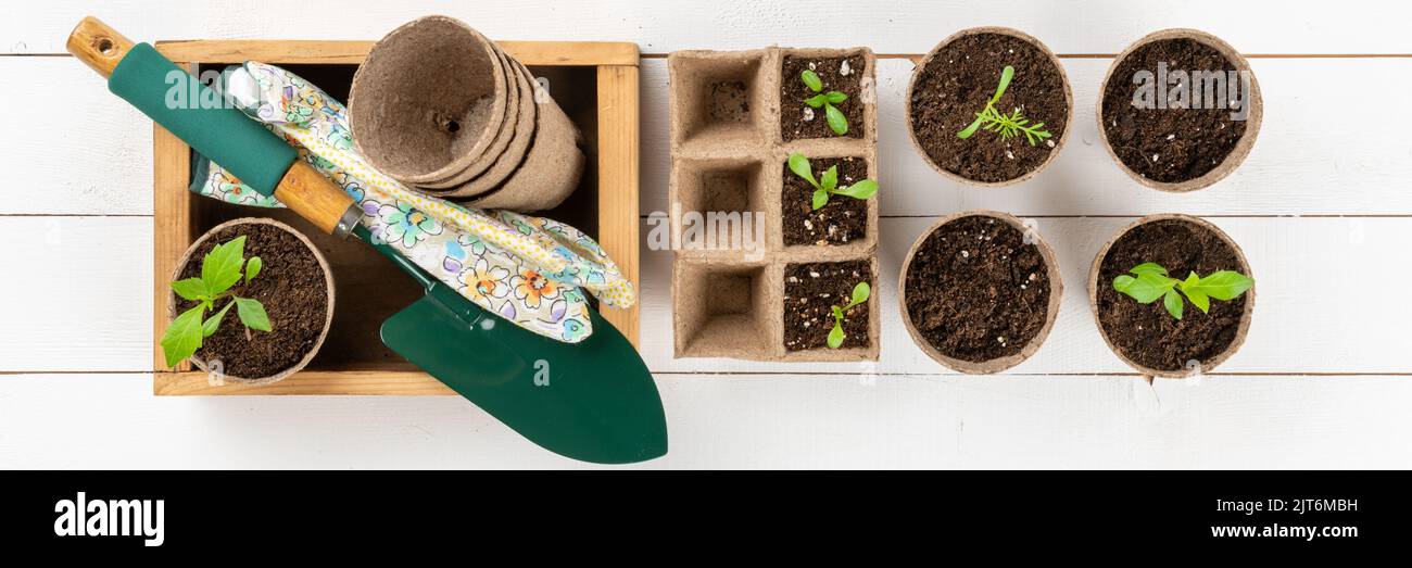 Potted flower seedlings growing in biodegradable peat moss pots on white wooden background. Zero waste, recycling, plastic free, gardening concept. To Stock Photo