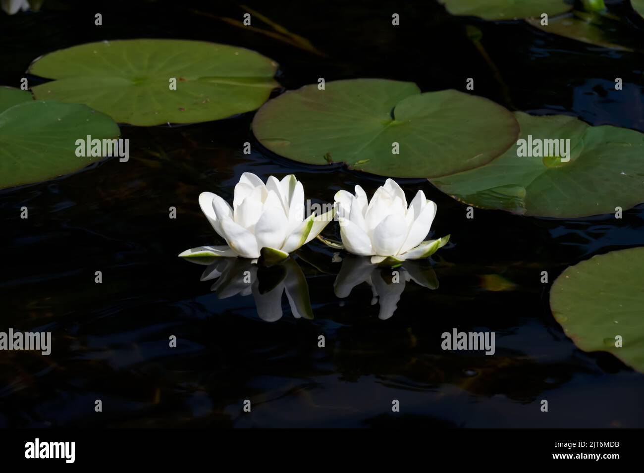 Water lilies blooming during summer on Loch Lomond Stock Photo