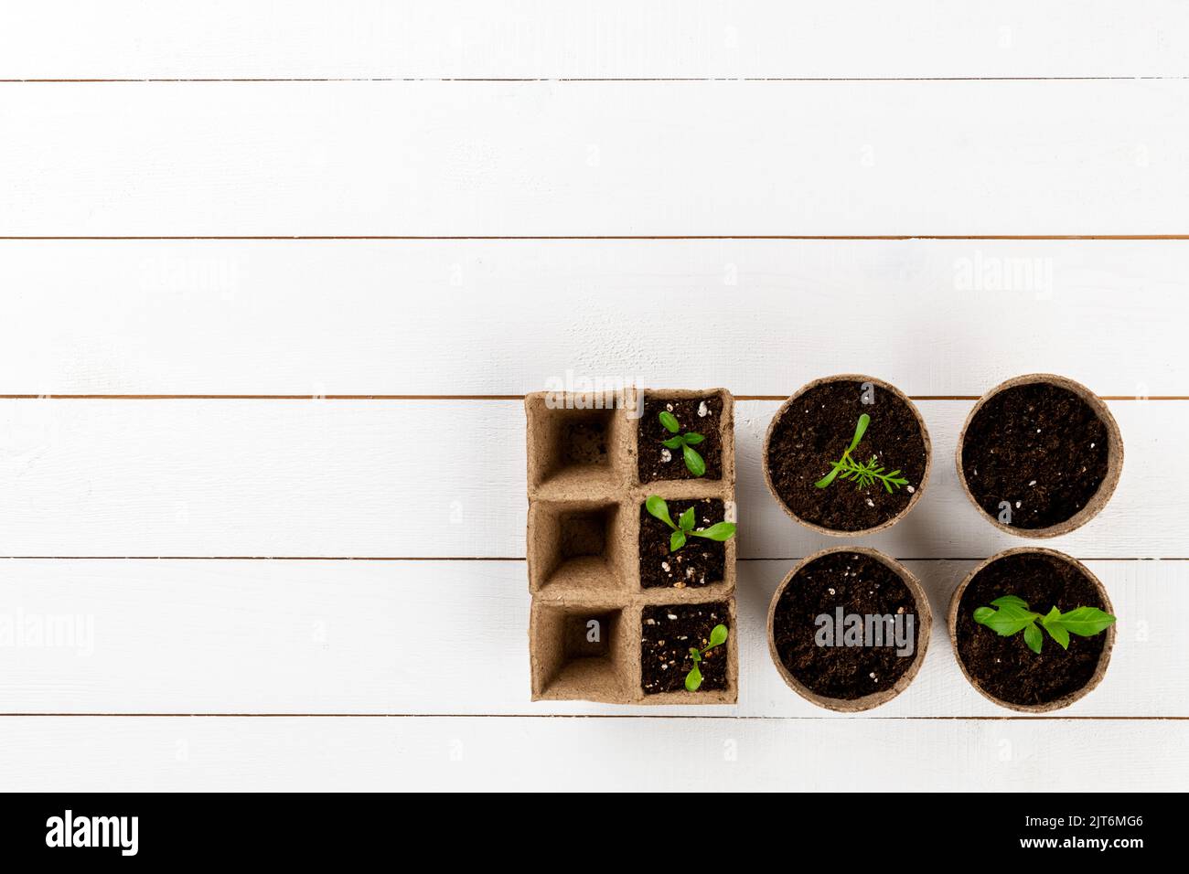 Potted flower seedlings growing in biodegradable peat moss pots. Top view on white wooden background. Zero waste, recycling, plastic free concept back Stock Photo