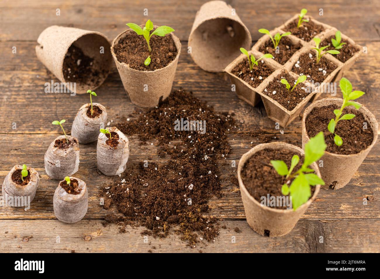 Potted flower seedlings growing in biodegradable peat moss pots. Wooden background with copy space. Zero waste, recycling, plastic free concept. Stock Photo