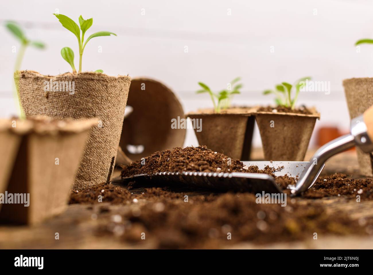Potted flower seedlings growing in biodegradable peat moss pots. Zero