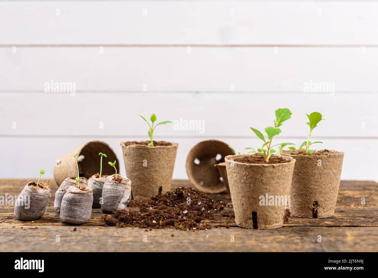 Potted flower seedlings growing in biodegradable peat moss pots. Zero waste, recycling, plastic free concept. Stock Photo