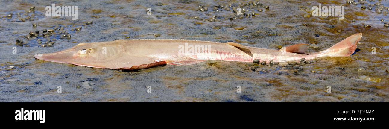 Dead Shovelnose Guitarfish in low tide. Palo Alto Baylands, Santa Clara County, California, USA. Stock Photo