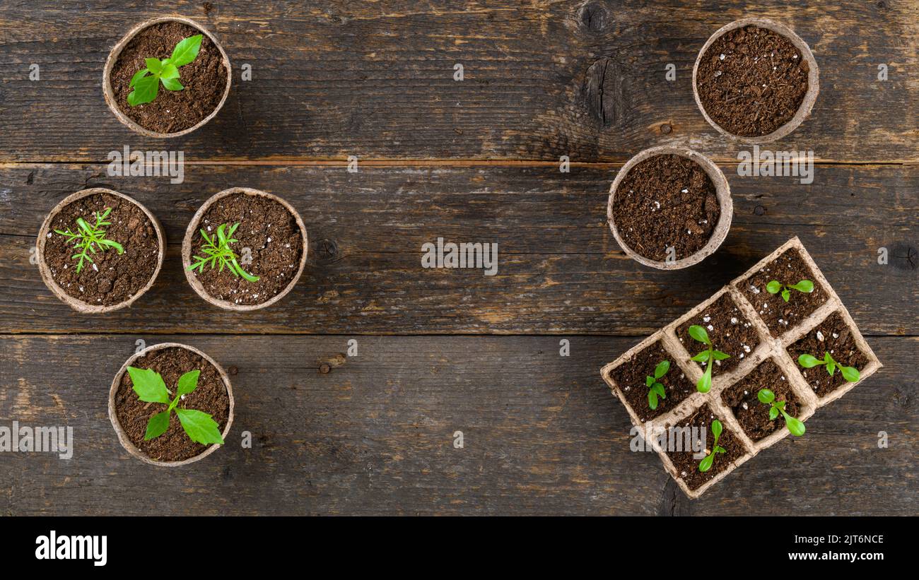Potted flower seedlings growing in biodegradable peat moss pots. Zero waste, recycling, plastic free gardening concept. Transplanting seedlings top vi Stock Photo