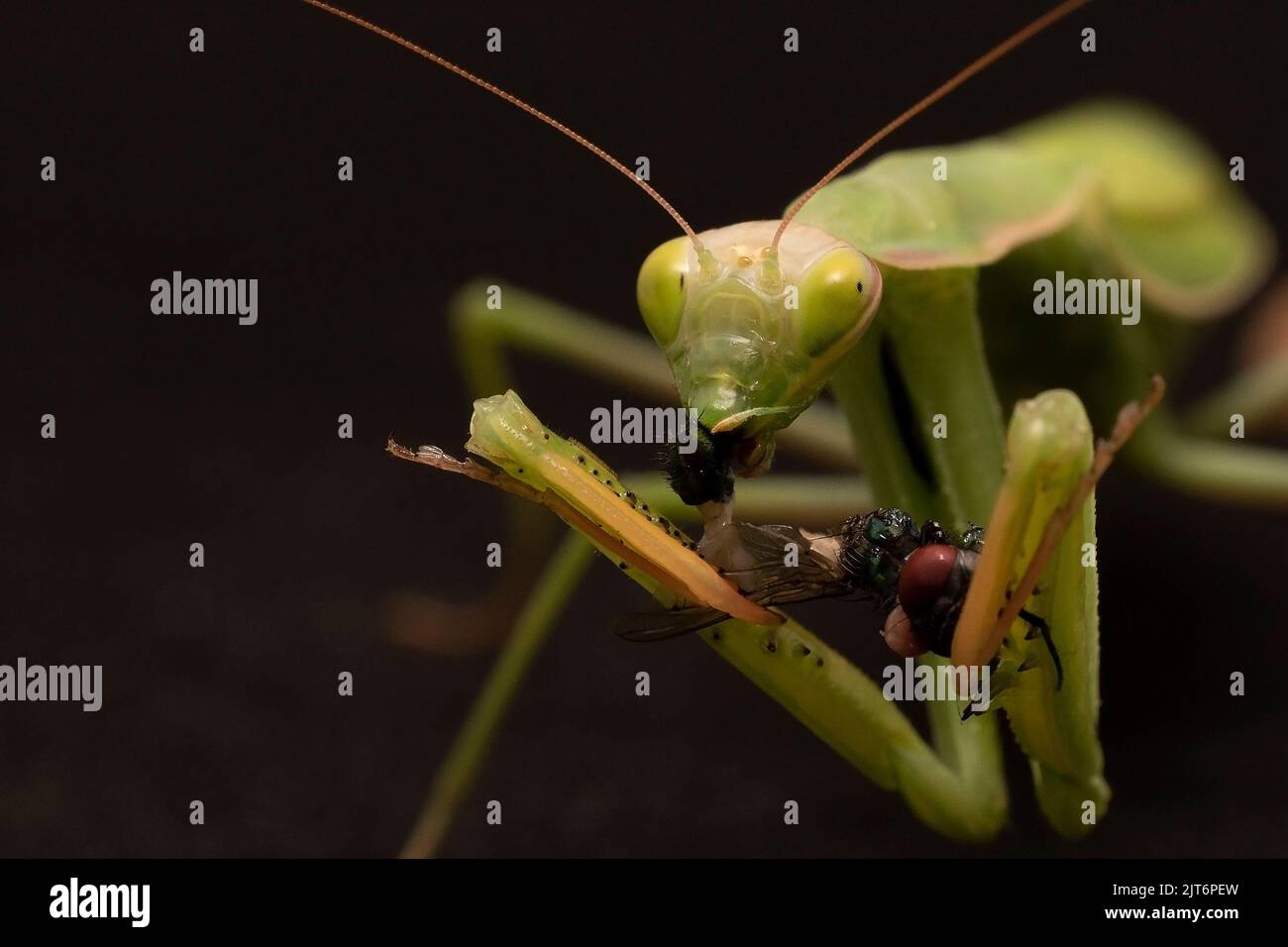 Praying mantis eating Stock Photo