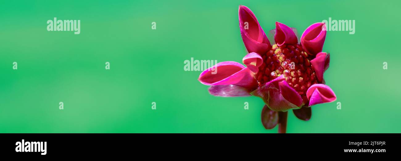 Stunning dark pink dahlia bud starting to open. Floral web banner with copy space. Dahlia flower green background header. Stock Photo