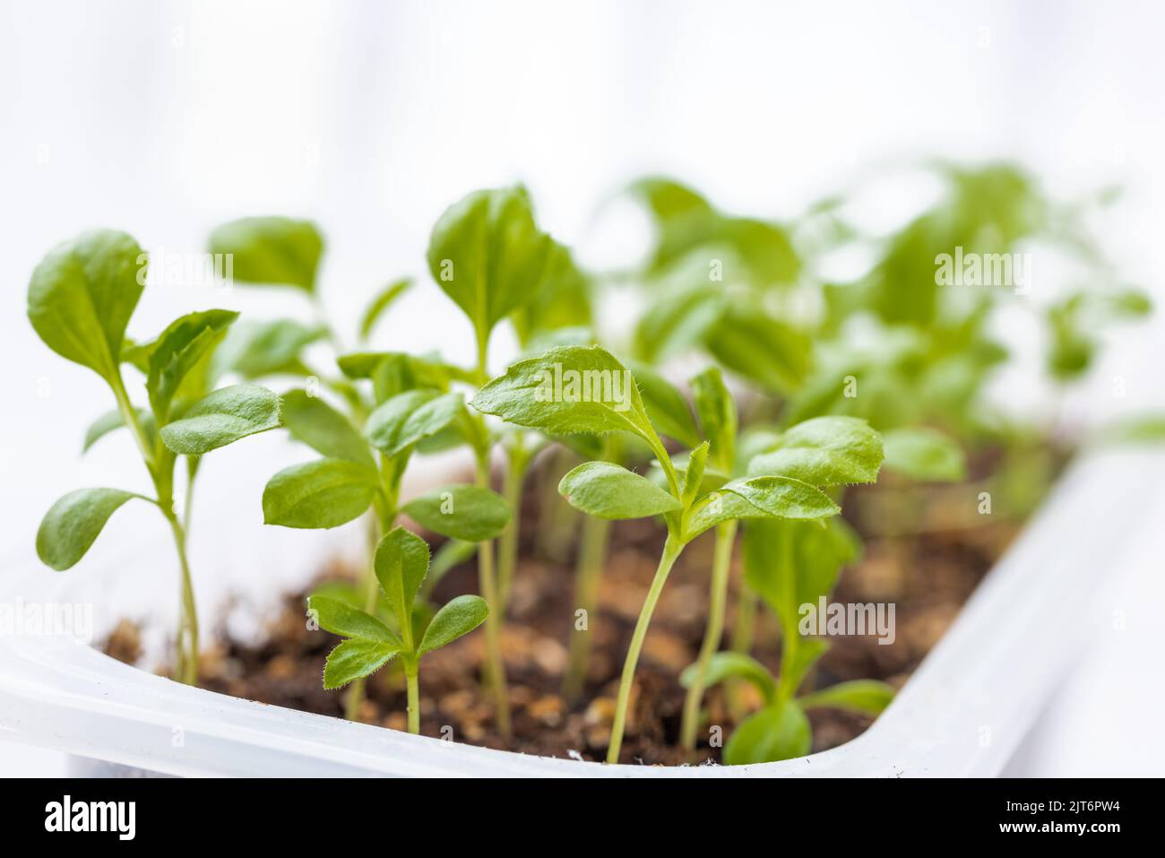 Young Aster seedlings growing in a propagation tray. Spring gardening background. Stock Photo