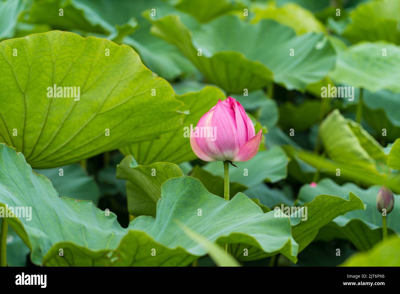 A closeup of a Lotus flower with leaves in a Lake Stock Photo