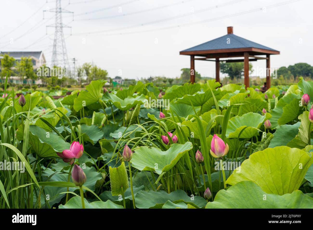 A closeup of Lotus flowers with leaves in a Lake Stock Photo