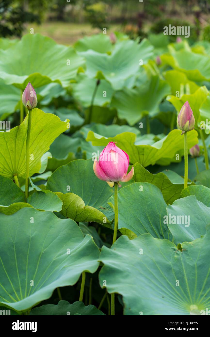 A vertical shot of Lotus flowers with leaves in a Lake Stock Photo