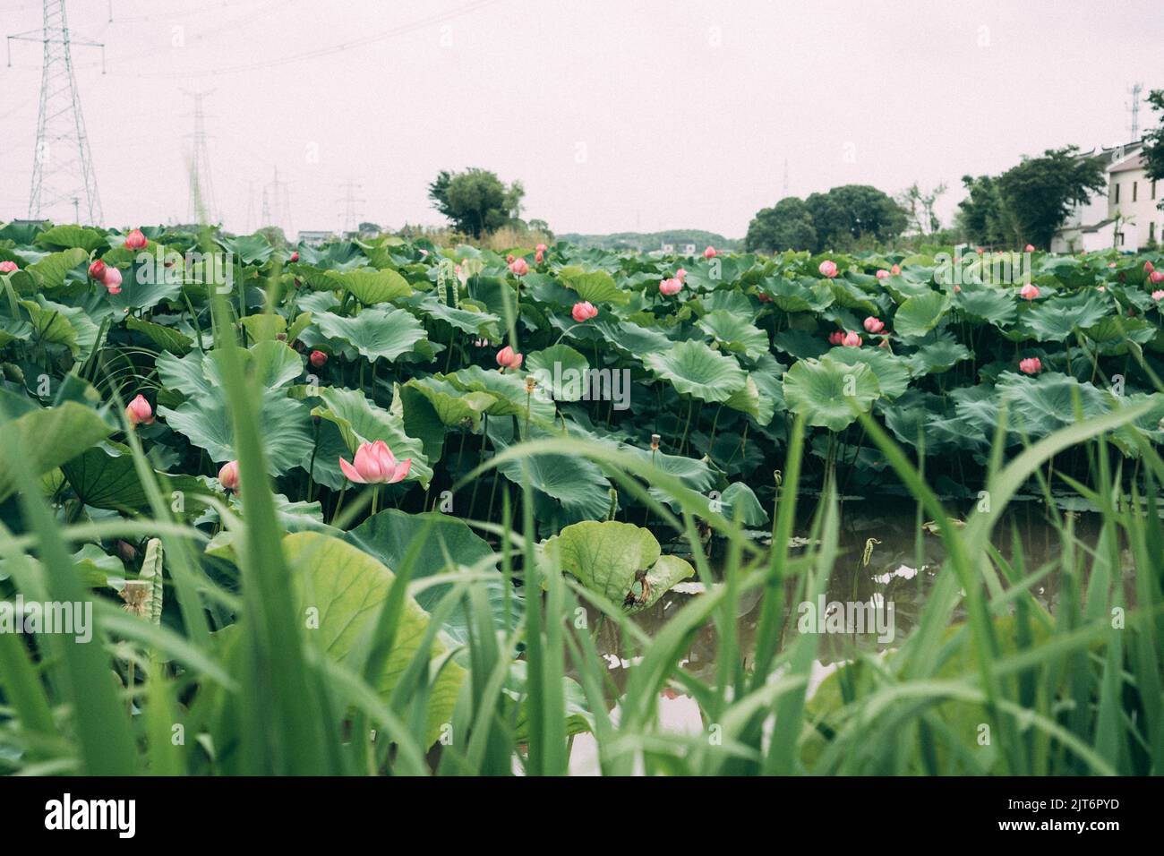 A closeup of Lotus flowers with leaves in a Lake Stock Photo