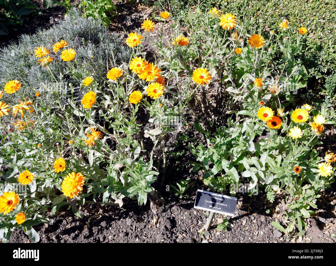 Pot marigolds. Calendula officinalis. Cowbridge Physic Garden