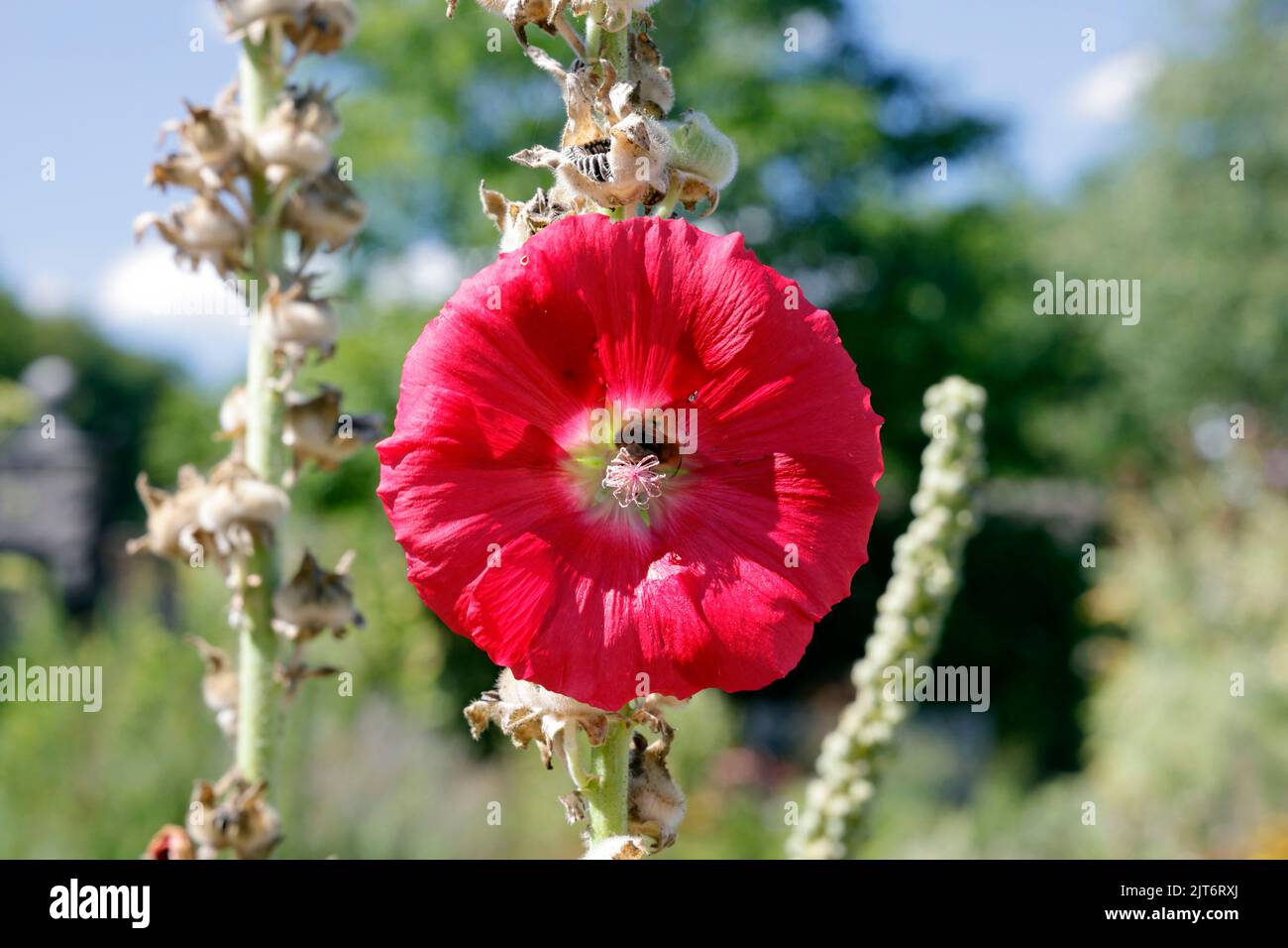 Plants flowers hollyhock flower hi-res stock photography and images - Alamy
