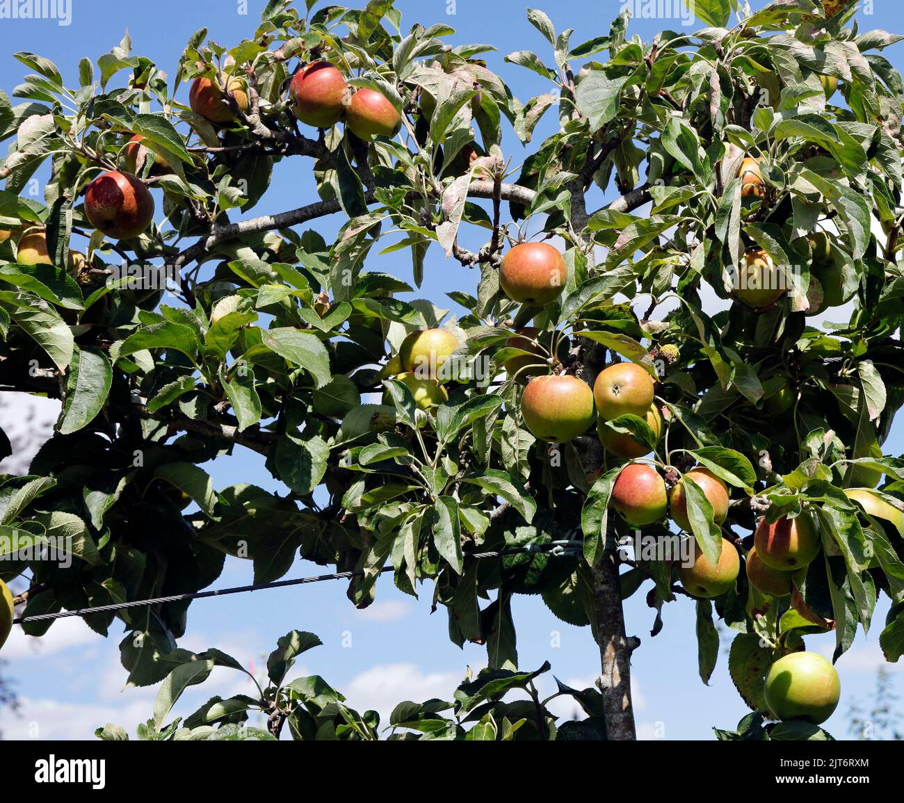 Apples and apple trees. Cowbridge Physic Garden,. Cowbridge, Vale of Glamorgan, near Cardiff. August 2022 Stock Photo