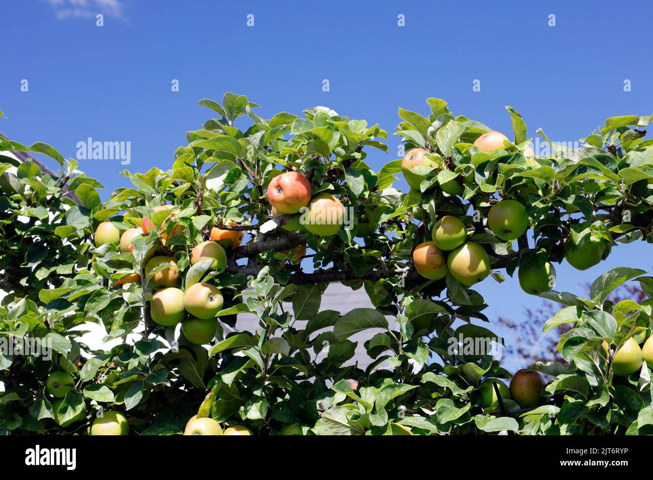 Apples and apple trees. Cowbridge Physic Garden,. Cowbridge, Vale of Glamorgan, near Cardiff. August 2022 Stock Photo