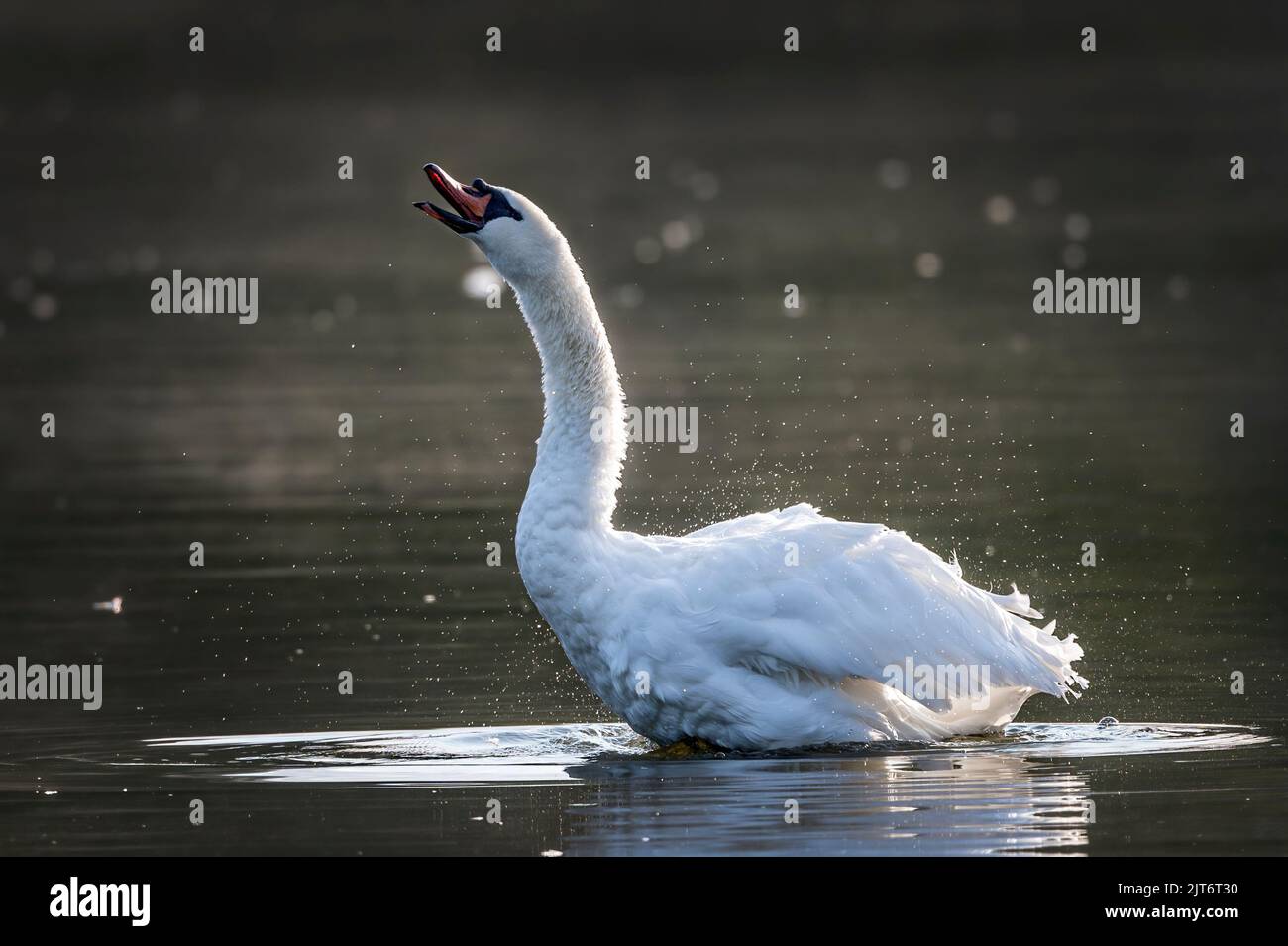 Mute swan sounding out with trumpet noise who is in charge Stock Photo