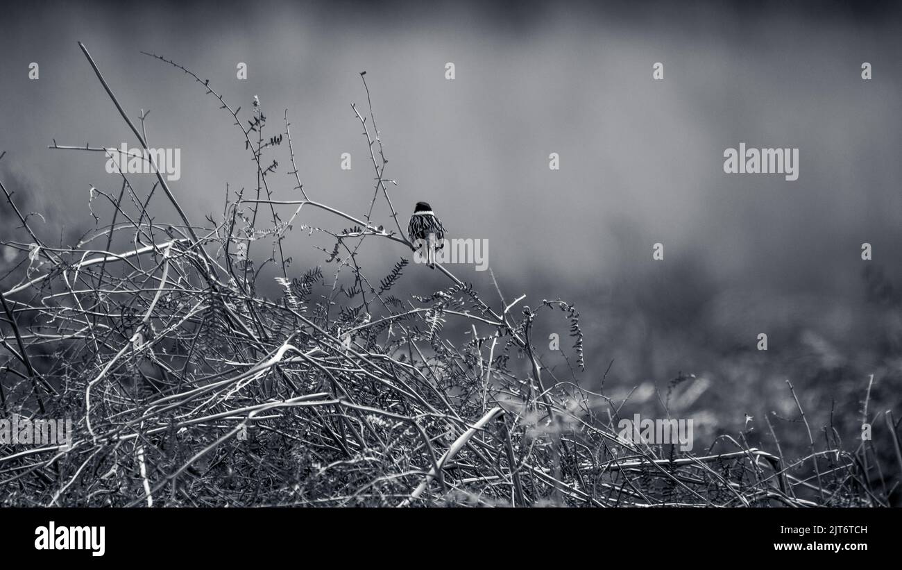 Common Sparrow in Black and White Stock Photo - Alamy