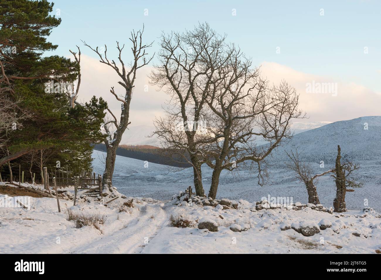 A Snowy Winter Landscape with Trees at Bovaglie, at the Top of Glen Girnock, in the Cairngorms National Park in Scotland Stock Photo