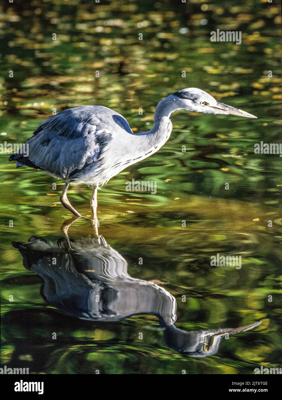 common gray heron. photo: Bo Arrhed Stock Photo