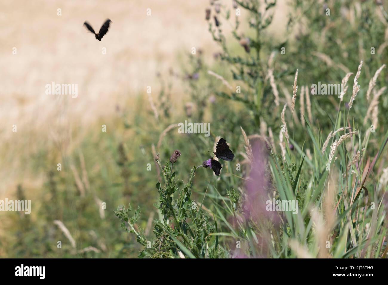 Peacock Butterflies (Inachis Io) in Flight and on Creeping Thistles (Cirsium Arvense) in an Area of Wild Flowers in the Margin of a Field of Barley Stock Photo