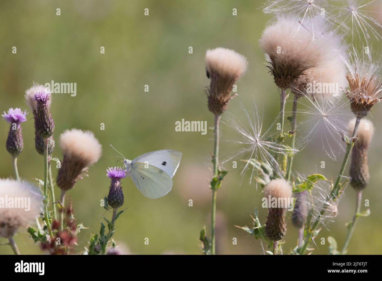 A Large White Butterfly (Pieris Brassicae) Foraging on a Thistle Flower Amongst the Seed & Seedheads of Creeping Thistle (Cirsium Arvense) Stock Photo