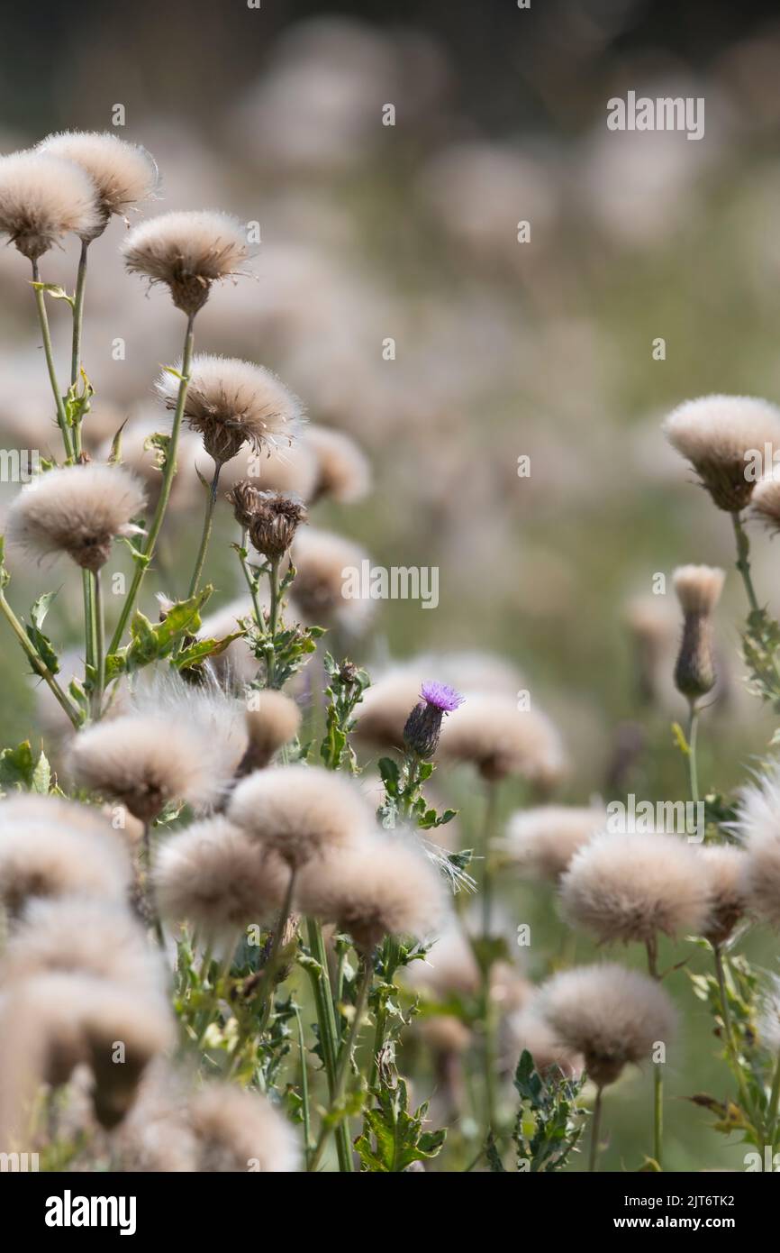 A Single Flower Amongst the Seeds & Seedheads of Creeping Thistle (Cirsium Arvense) Stock Photo