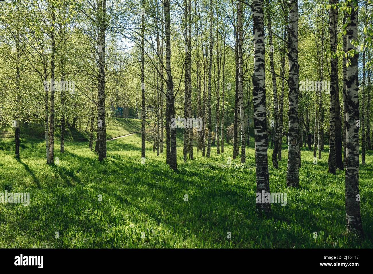 beautiful birch forest in summer. nature Stock Photo - Alamy