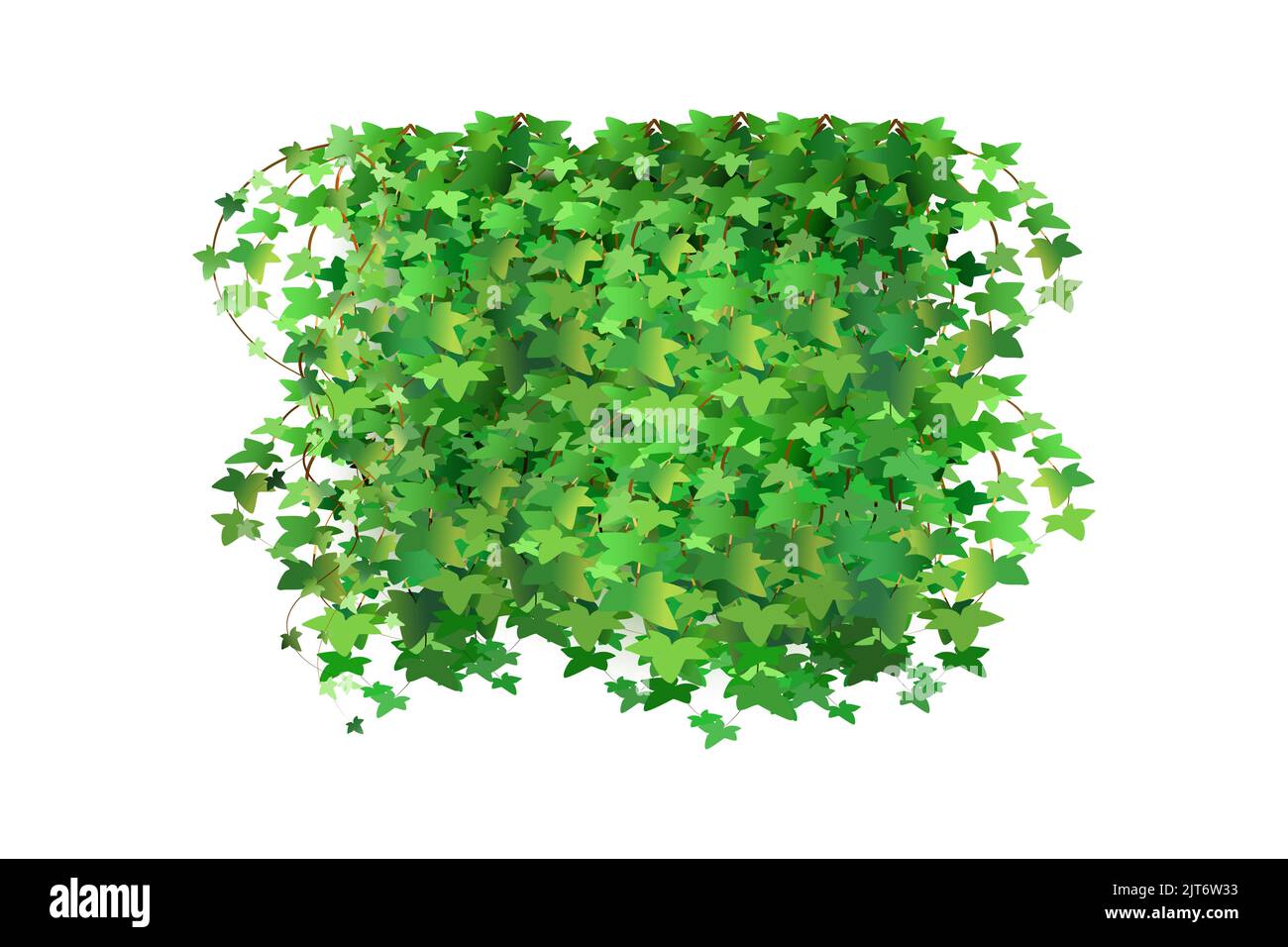 Decoration for garden or home.Green vine, creeper or ivy hanging from above or climbing the wall.Template on white background. Stock Vector