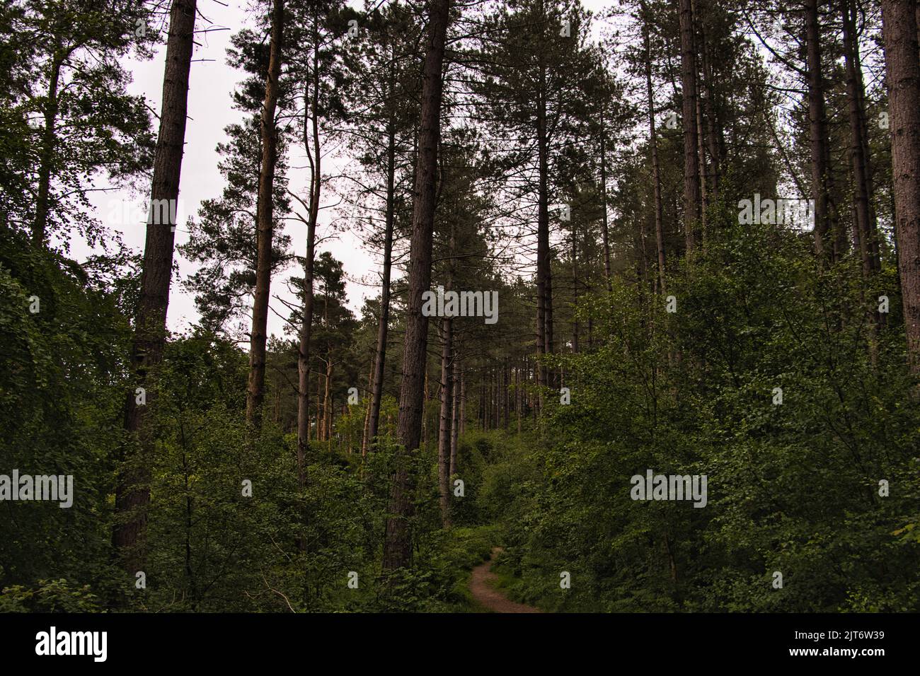 A Woodline Path into a towering forest of pine trees Stock Photo - Alamy