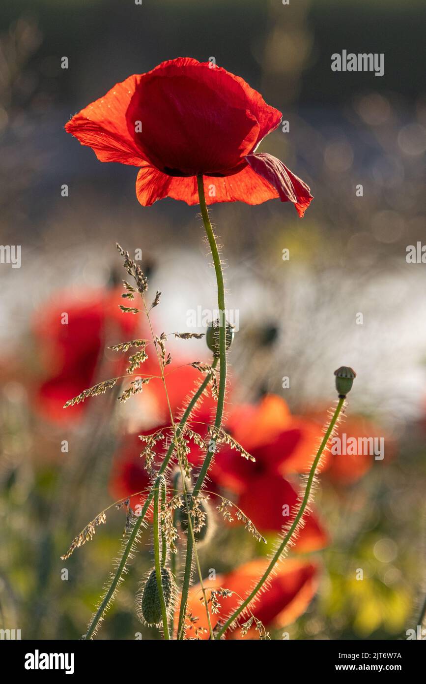A vertical closeup of red fresh poppy flowers growing in the field ...