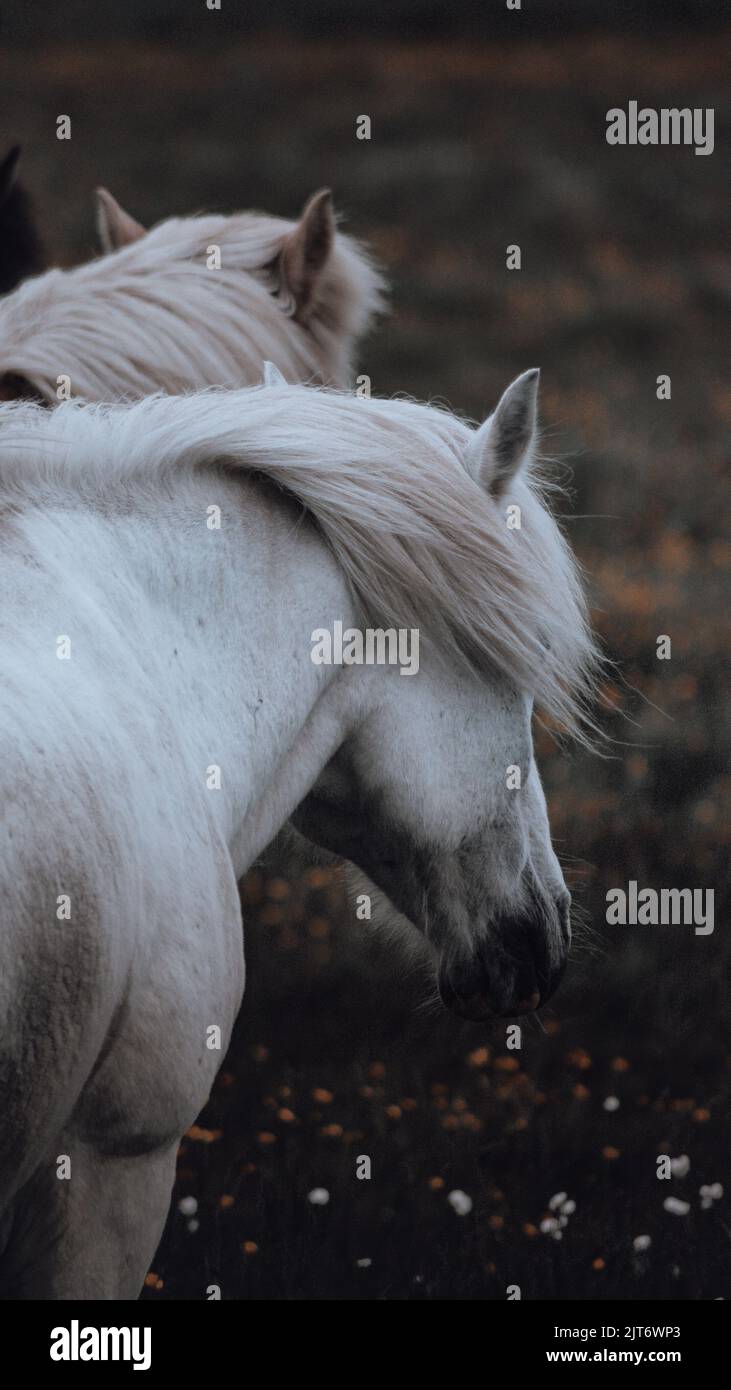 Two white horses hi-res stock photography and images - Alamy