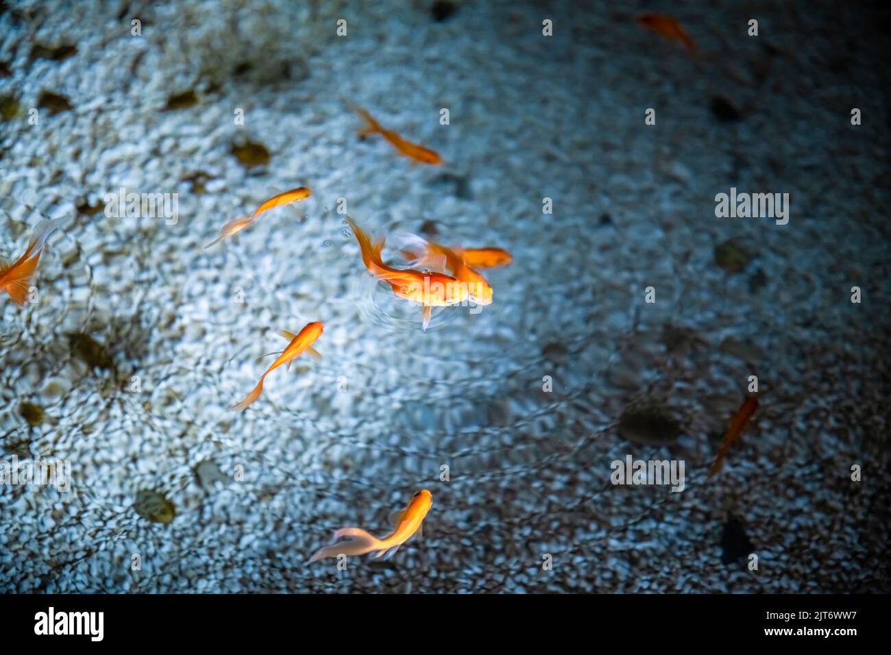 A lot of goldfish hi-res stock photography and images - Alamy