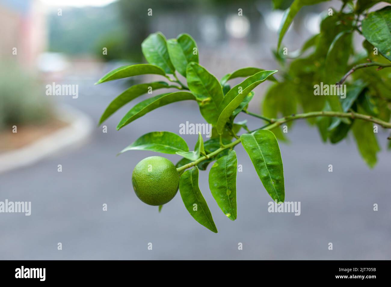 Unripe fruit on tree hi-res stock photography and images - Alamy