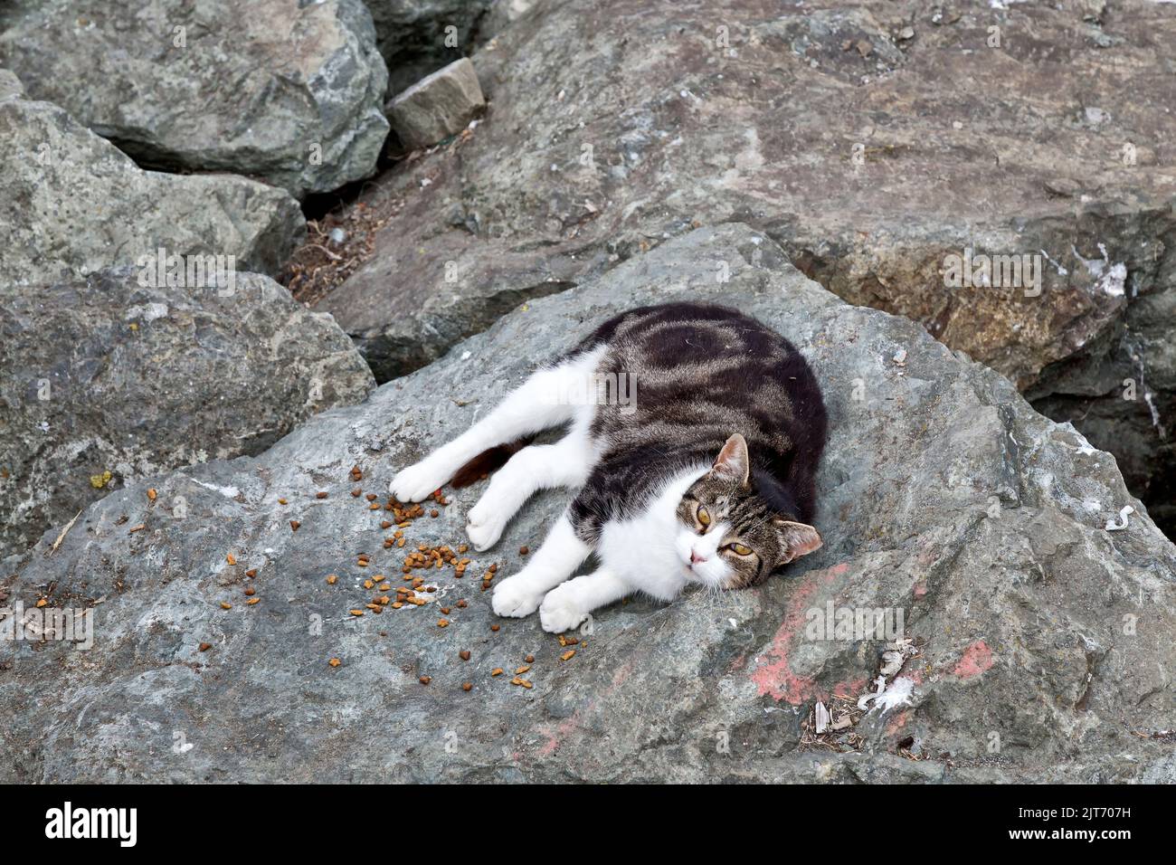 Abandoned, homeless, neglected cat  'Felis catus'  (house cat), donated dry cat food, resting along reinforcement rocks, boat harbor. Stock Photo