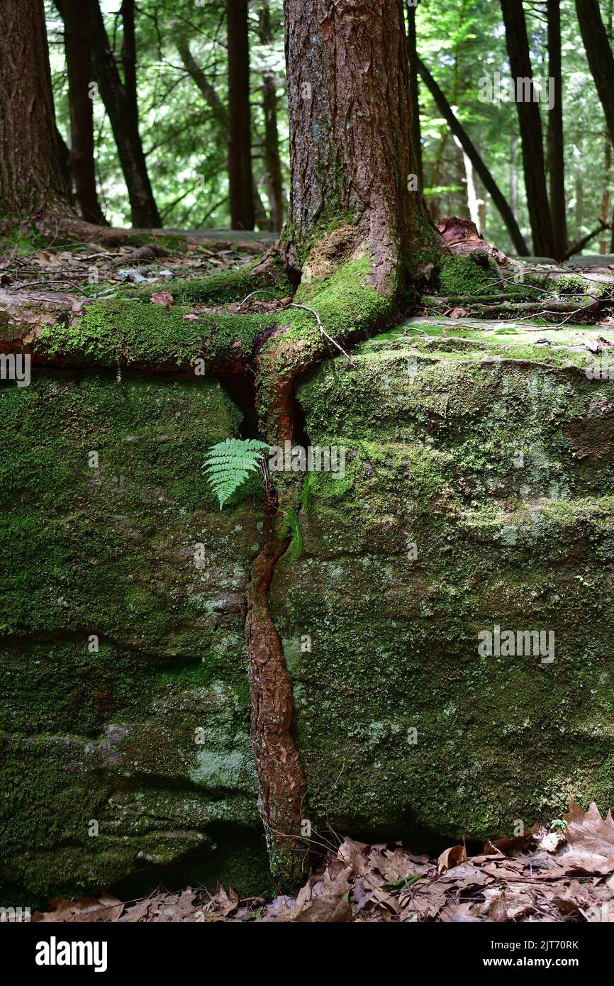 Tree Root Cook Forest A beautiful shot of a tree root in the cook forest state park Stock ...