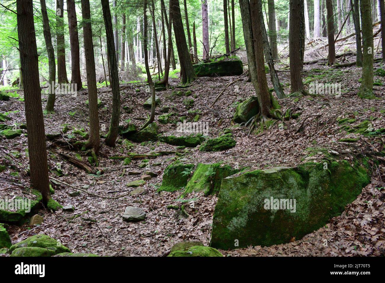 A view of trees thin barks in the Cook forest state park Stock Photo