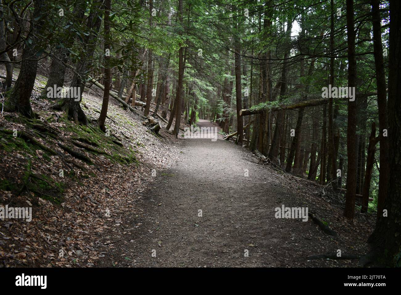 A beautiful shot of a walkway in cook forest state park Stock Photo