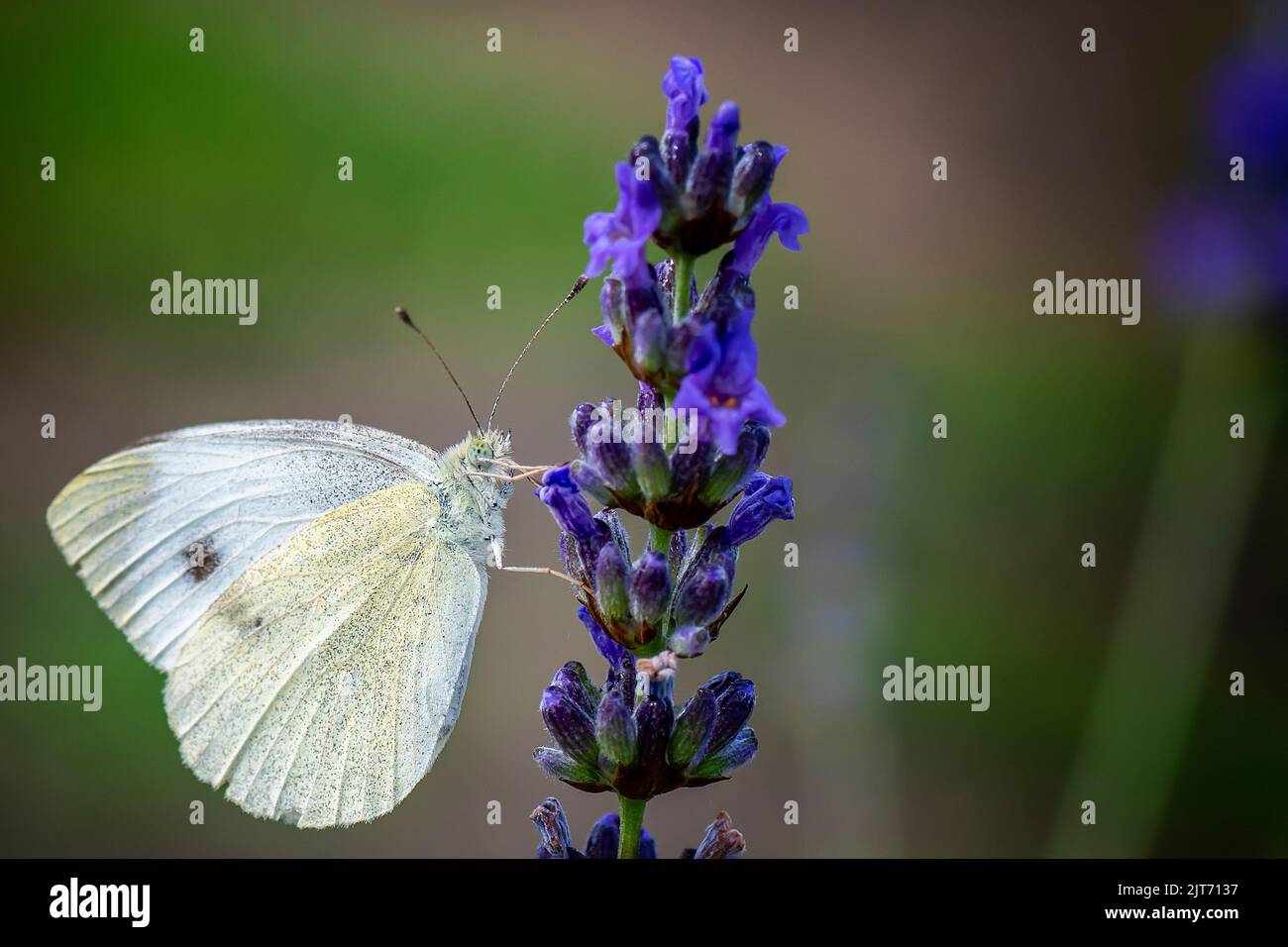 A closeup of Pieris rapae butterfly perching in blue flower isolated in ...