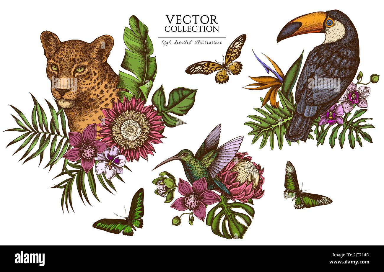 Tropical animals vintage illustrations collection. Hand drawn logo designs with leopard, hummingbird, toucan, rajah brooke's birdwing, african giant Stock Vector