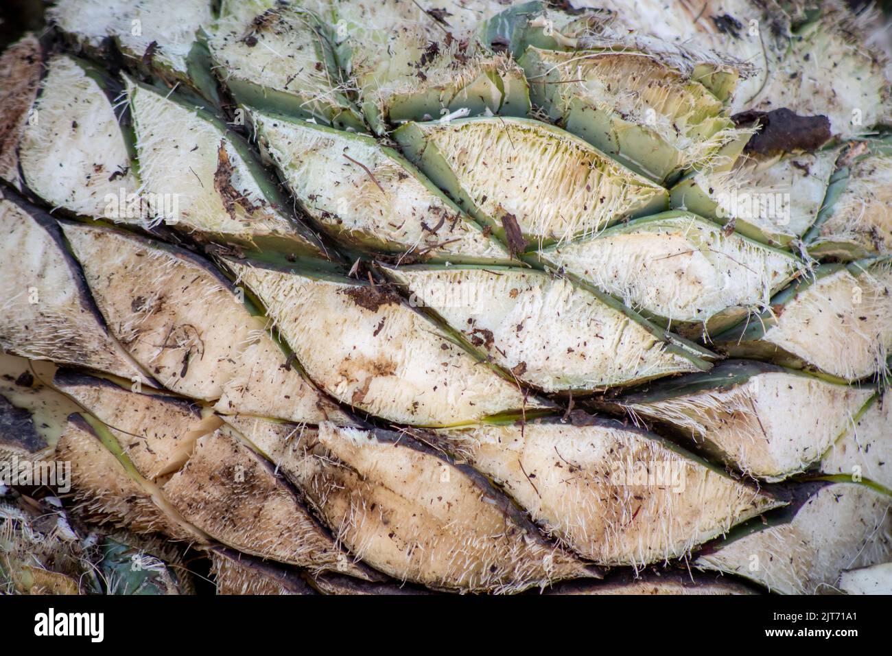 Agave plant monocot hi-res stock photography and images - Alamy
