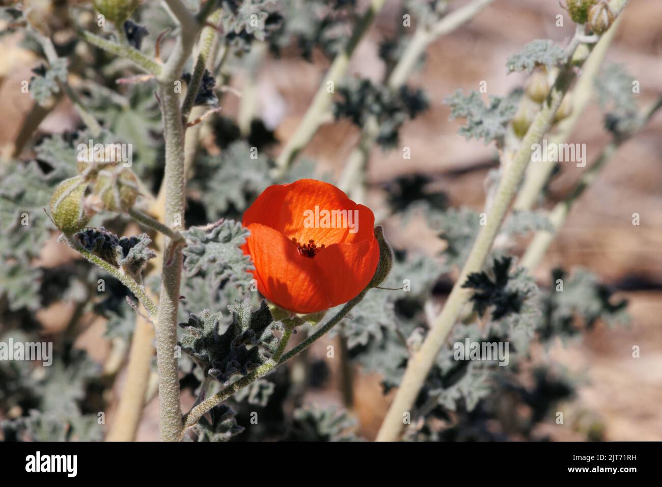 Orange flowering racemose panicle inflorescence Sphaeralcea Ambigua, Malvaceae, native subshrub in the Pinto Basin Desert, Springtime. Stock Photo