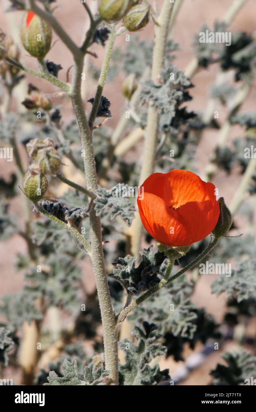 Orange flowering racemose panicle inflorescence Sphaeralcea Ambigua