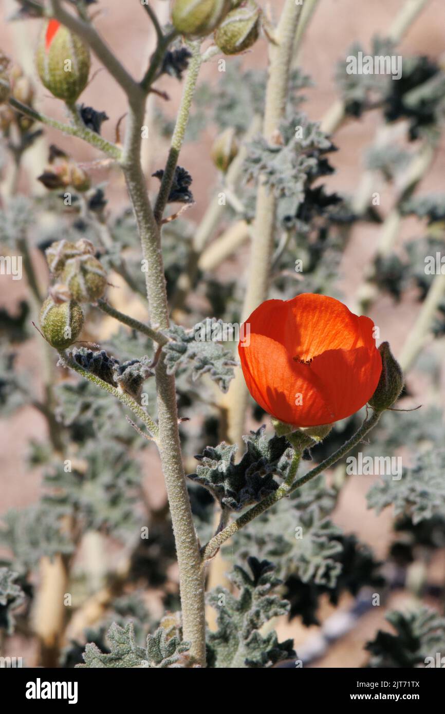 Orange flowering racemose panicle inflorescence Sphaeralcea Ambigua, Malvaceae, native subshrub in the Pinto Basin Desert, Springtime. Stock Photo